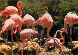 Animaux - Oiseaux - Flamants Roses - CPM - Voir Scans Recto-Verso - Vögel