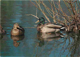 Animaux - Oiseaux - Canards Sauvages - Colverts - CPM - Voir Scans Recto-Verso - Birds