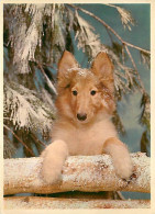 Chiens - CPM - Voir Scans Recto-Verso - Chiens