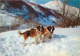 Chiens - CPM - Voir Scans Recto-Verso - Chiens