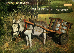 ANIMAUX - ANE - VIVE LA RETRAITE ANTICIPEE - Paarden