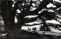 CHREA Cèdre Centenaire Dans La Foret Animée RV - Andere & Zonder Classificatie