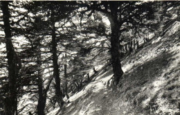 CHREA  Un Sentier Dans La Foret De Cèdres RV - Sonstige & Ohne Zuordnung