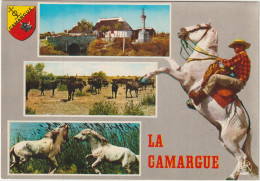 LD61 : Bouches Du Rhône : LA  CAMARGUE : Vues , Gardian , Chevaux - Autres & Non Classés