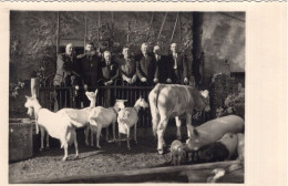 Carte Photo De Paysan élégant Avec Leurs Animaux  Dans La Cour De Leurs Ferme - Anonieme Personen