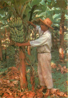 Martinique - Folklore Antillais - Le Bananier Et Son Régime - CPM - Carte Neuve - Voir Scans Recto-Verso - Andere & Zonder Classificatie