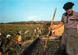 Vignes - Les Vendanges En Languedoc - Vendanges - Raisins - Vin - CPM - Voir Scans Recto-Verso - Vignes