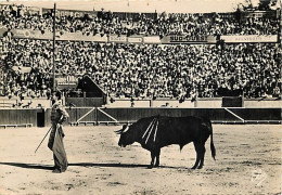 Corrida - Un Adorno De Luis Miguel Dominguin Au Cours D'une Faena De Muleta - CPM - Voir Scans Recto-Verso - Stierkampf