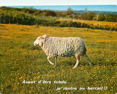 Animaux - Moutons - Carte Humoristique - Avant D'être Tondu Je Rentre Au Bercail - CPM - Carte Neuve - Voir Scans Recto- - Other & Unclassified