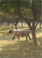 Animaux - Moutons - Royaume-Uni - Carte Publicitaire NFU Countryside - CPM - UK - Voir Scans Recto-Verso - Other & Unclassified