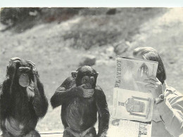 Animaux - Singes - Chimpanzés Lisant Un Magasine Playboy - CPM - Voir Scans Recto-Verso - Monos