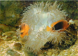 Animaux - Poissons - Musée Océanographique De Monaco - 40-048-06 - Clown De Feu - Amphiprion Ephippium - Carte Neuve - C - Pesci E Crostacei