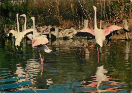 Animaux - Oiseaux - Flamants Roses De Camargue - CPM - Voir Scans Recto-Verso - Pájaros