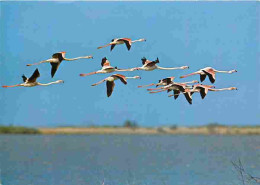 Animaux - Oiseaux - Flamants Roses - En Camargue - CPM - Voir Scans Recto-Verso - Birds