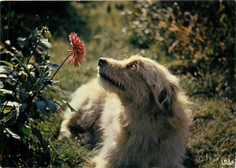 Chiens - CPM - Voir Scans Recto-Verso - Hunde