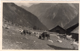 Carte Photo D'une Ferme Avec Les Animaux A Solden En 1951 Dans Le Tyrol Autrichien - Lieux