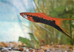 Animals Xiphophorus Helleri Exotic Fish North America - Fish & Shellfish