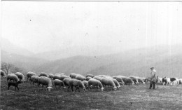 Grande Photo D'un Homme ( Un Berger ) Avec Ces Moutons Et Ces Chèvre Dans Les Paturage - Personnes Anonymes