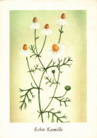 H2662 - Neumann Glückwunschkarte Blumen Kamille Künstlerkarte - Planet Verlag DDR - Medicinal Plants