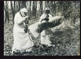 SCIENCES - TCHECOSLOVAQUIE - EXPERIENCES SUR LES ARBRES - TRAITEMENT AVEC DES APPAREILS RADIO-ACTIFS - 1962  - Autres & Non Classés