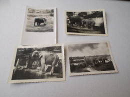 Lot De 4 Photos Souvenir D'extrême Orient éléphants - Azië