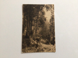 Carte Postale Ancienne (1925) Vallon Des Palissades -Ligue Des Amis De La Forêt De Soignes - Watermael-Boitsfort - Watermaal-Bosvoorde