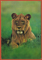 Kenya : Jeune Lion - Carte Neuve TBE - Leones