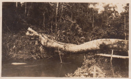 Photo Afrique Congo Un Pont Rustique Sur L'aru Porteur Noir - Afrika