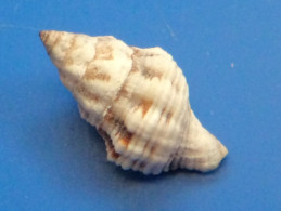 Peristernia Philberti Philippines 14,9mm F+++ N4 - Seashells & Snail-shells