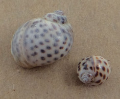Natica Tigrina (x2) Malaisie (Kuantan) 7,3 Et 14,6mm F+++/GEM WO N8 - Seashells & Snail-shells
