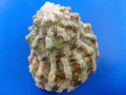 Astrea Tuber Martinique XL 45,7mm F+++ AVEC OPERCULE N14 - Seashells & Snail-shells
