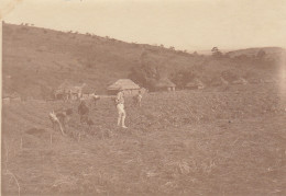 Photo Afrique Congo Récolte De Patates Douces Au Camp De Maie Ituri - Prospection D'or - Africa