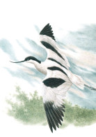 BUZIN. AVOCETTE ELEGANTE - 1985-.. Birds (Buzin)