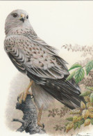 BUZIN. BUSE VARIABLE - 1985-.. Vogels (Buzin)