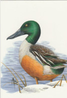 BUZIN. CANARD SOUCHET - 1985-.. Vogels (Buzin)