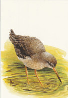 BUZIN. CHEVALIER GAMBETTE - 1985-.. Vogels (Buzin)