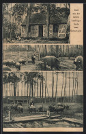 AK Letzlingen, Colbitz-Letzlinger Heide, Wildschweine Siebenhügel, Steinberge  - Other & Unclassified