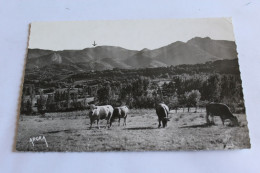 CHEIN Vue Sur Le Massif De Palountere Gouffre De La Henne Morte  Troupeau De Vaches - Other & Unclassified