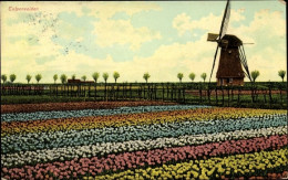 CPA Niederlande, Tulpenfelder, Windmühle - Other & Unclassified