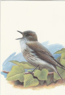 BUZIN. GOBEMOUCHE GRIS - 1985-.. Vogels (Buzin)