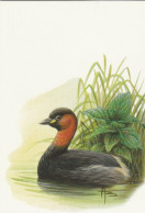 BUZIN. GREBE CASTAGNEUX - 1985-.. Oiseaux (Buzin)