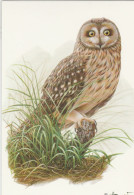 BUZIN. HIBOU DES MARAIS - 1985-.. Oiseaux (Buzin)