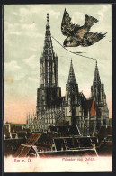 AK Ulm A. D., Münster Von Osten Gesehen  - Ulm