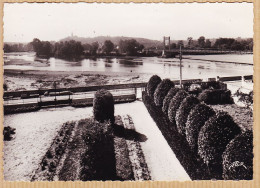 08601 / LES-ROSIERS-sur-LOIRE Maine-et-Loire Vue Panoramique Et L'Ile 1950s Photog-Véritable MARCEAU CARRIERE FLOR 5485 - Sonstige & Ohne Zuordnung