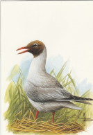 BUZIN. MOUETTE RIEUSE - 1985-.. Birds (Buzin)