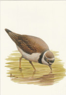 BUZIN. PETIT GRAVELOT - 1985-.. Vogels (Buzin)