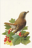 BUZIN. ROSSIGNOL PHILOMELE - 1985-.. Vogels (Buzin)