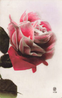 FLEUR - TRES JOLIE ROSE - Blumen
