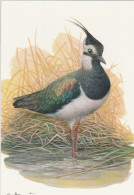 BUZIN. VANNEAU HUPPE - 1985-.. Vogels (Buzin)