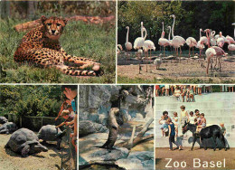 Animaux - Zoo De Bale - Zoo Basel - Multivues - CPM - Voir Scans Recto-Verso - Autres & Non Classés